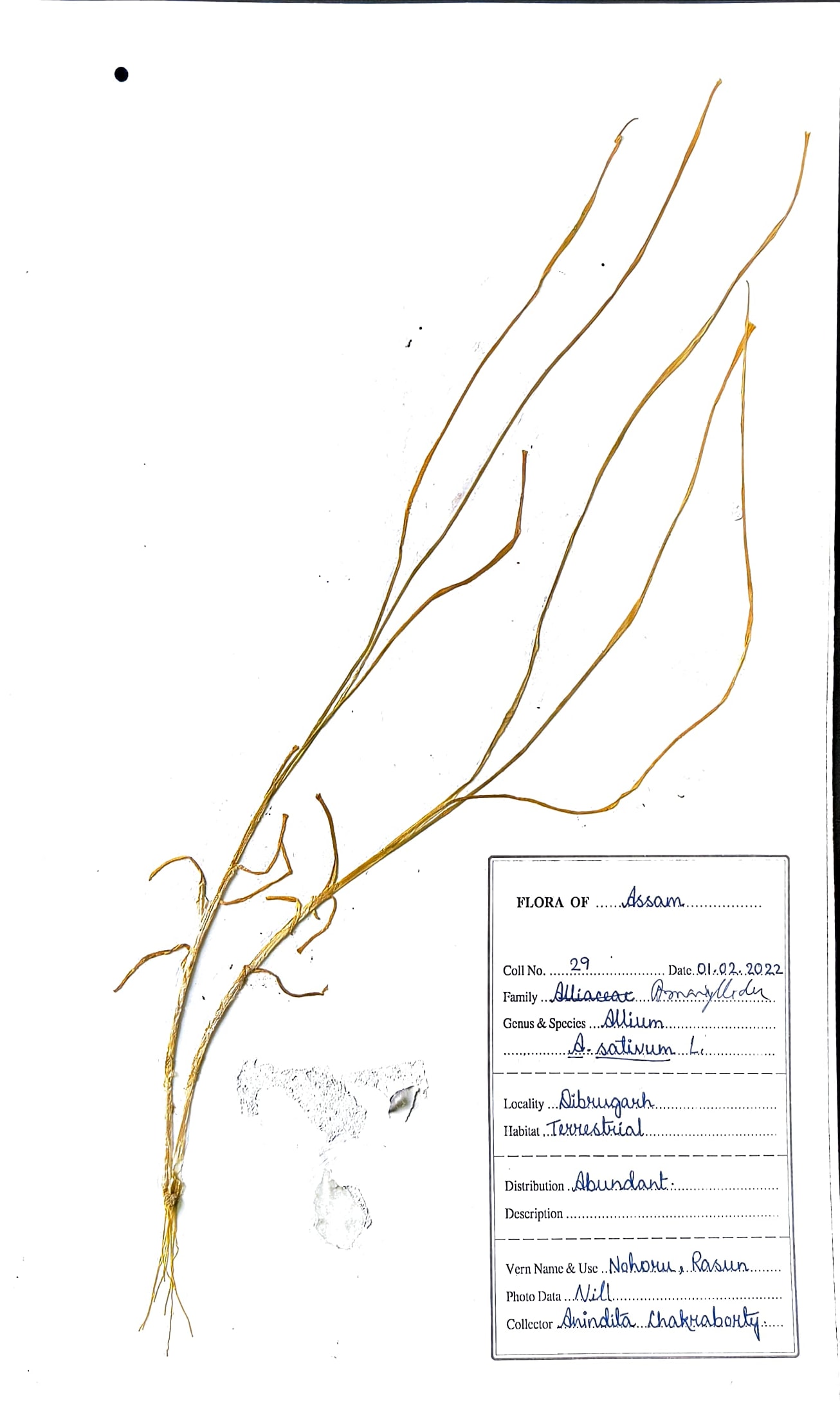 Nohoru (Ass.) (Herbarium)